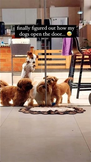 These Dogs Work Together 😅