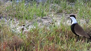Parents and baby chicks in the lapwing birds family.Male female nature natural film footage bird animal wild wildlife chick fledgling nestling fledgeling squab documentary nest cub meadow grassland 4K