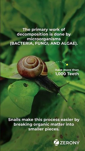 Snails of India insect explains zerony