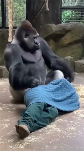 Gorilla Covers Sleeping Zookeeper With Blanket... So Sweet! 😭