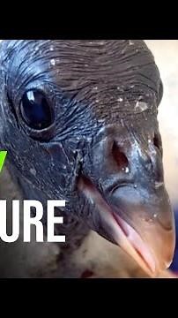 King Vulture Chick Makes The Cutest Sounds