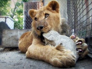 Film Review: “The Elephant in the Living Room”