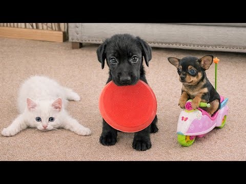 Funniest Animals 2026 😂 Best Funny Cats and Dogs 😻🐶 Part 14 | Cute Baby Dogs