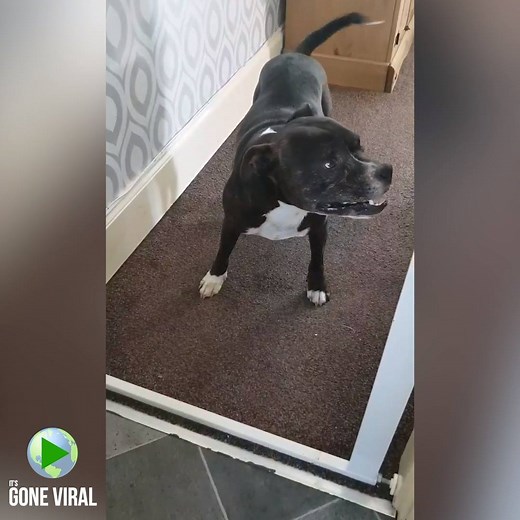 120K views · 1.6K reactions | "Finally caught my dogs hilarious sneeze on camera"  | IGV | Facebook