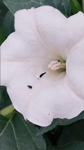 Why This Sacred Flower is Also a Lethal Toxin 🌸⚠️ #datura #thornapple #poisonouslove #denger #viral
