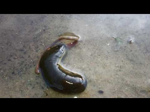Haemopis sanguisuga (Horse leech/ Pferdeegel) eating a worm