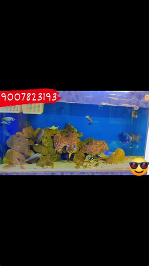 5.9K views · 76 reactions | #seascapes #angelfish #marinefish #redsea #viralvideo #viralshorts @topfans | Seascapes | Facebook