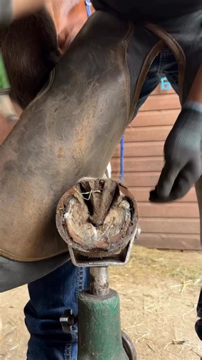 BVIRAL on Instagram: "😮 #BVIRAL (@forfarriersbyfarriers) Horse Hoof Cleaning and Trimming by a Skilled Farrier"