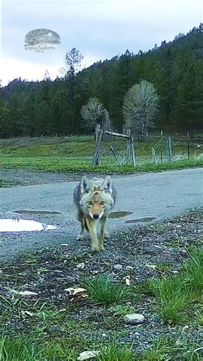 Daytime Coyote Caught Close-Up | Those Eyes