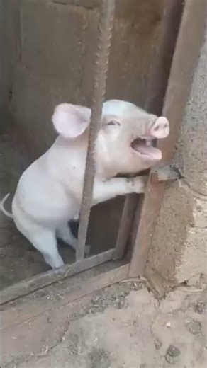 Little Pigs#nurseryrhymes#kidssongs#kidsvideo#singalong#children#kids#toddlers#babies