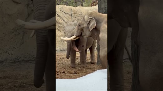 Elephant life reveals playful and touching daily moments