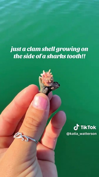 Clam Shell Found on Bull Shark's Tooth in Florida