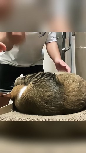 Funny Cat Moments: Waking Up a Sleepy Feline