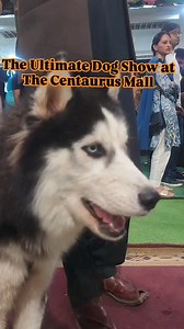 The Centaurus Celebrates Dogs of All breeds! Watch the dog Show at The Centaurus Mall. #doglover #dogshow2024 #dogshow #petshow2024 #PetShow #pawsitivity #pawsitivityexpo #Thecentaurusmall #centaurusmall #islamabad #pakistan | The Centaurus Mall