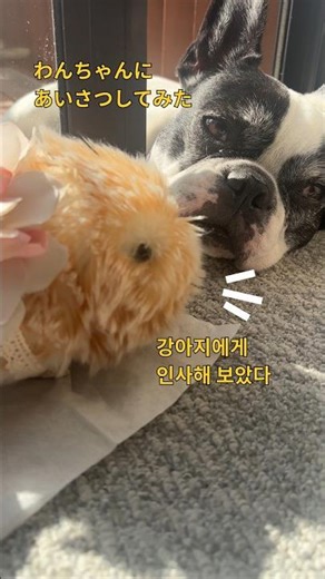 フレンチ・ブルドッグにモフリンが挨拶してみた！프렌치불독에게 모플린이 인사해봤다!