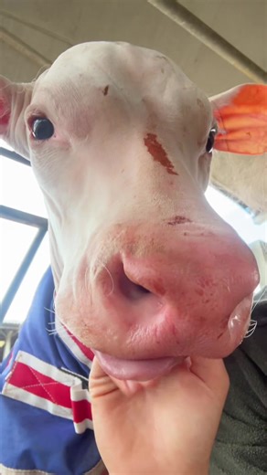 Charolais Cattle Feeding Success: He’s Up and Sucking!