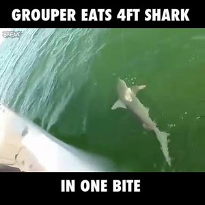 OUT OF NOWHERE!! 😱😱 | LADbible