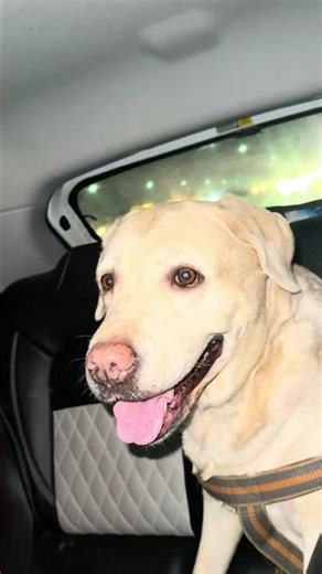 My Dog Was Suffering…then this happened 😢 #dogcare #youtubeshorts #shortsfeed