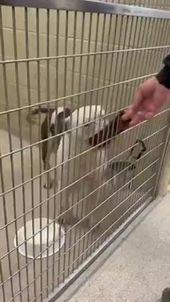 28K views · 2.6K reactions | Pups in our intake area. (Quiet video. Nicole and Keith must not be speaking.) 藍 | Mahoning County Dog Warden | Facebook