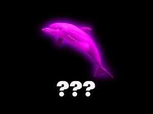 22 Dolphin Sound Variations in 30 Seconds