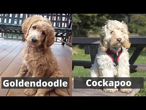 Goldendoodle vs Cockapoo | Detailed Comparison between these two dog breeds