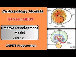 Embryo Development Embryology Model | Part 03 | Ospe Preparation | Dr KS Academy