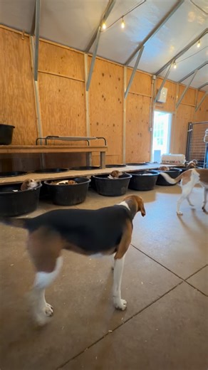 Snow on the way means extra prep around here ❄️🪣 Fresh pine flakes in every bucket before the storm rolls in. Pine helps insulate, wick moisture, and keep the buckets dry and cozy on cold winter nights—and the hounds love it. Every time we refill, they’re right behind us, jumping in, curling up, and claiming their spot like it’s brand new. And no matter how long the to-do list is… there’s always time to stop and love on a hound. Winter prep looks a lot like this. Buckets full. Hounds happy. Hea