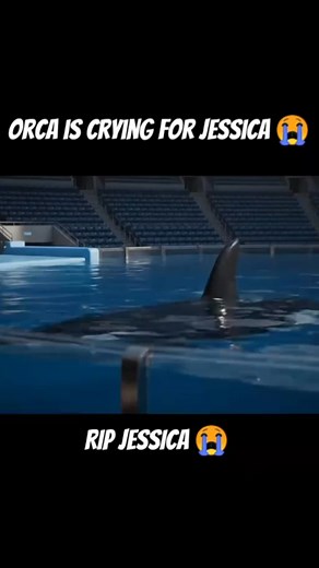 Orca is crying for Jessica #jessica #sadness | Maricris Diasana Martinez