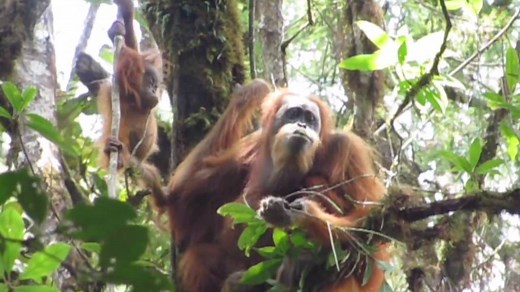 314K views · 755 shares | A new orangutan species was newly identified in Sumatra—but it's already highly endangered. | National Geographic | Facebook