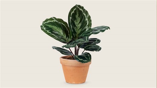 From Novice To Natural: 5 Tips To Take Care Of Rubber Plant At Home | Herzindagi