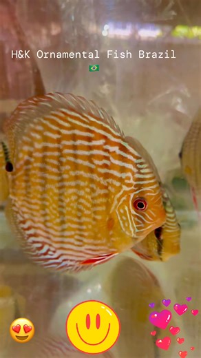 Royal discus , December 09 , 2025. #discus #wilddiscus #wilddiscusfish #discushongkong #discuskorea #discusmalaysia #discusindonesia #discusthailand #discususa #discusfishtank #hekdiscus #discusfish #aquariumhobbyist #freshwaterfishing #freshwateraquarium #freshwaterfish #freshwaterfishtank #aquarium #aquariumhobby #aquariumfish #aquariumlife #aquariumtank | Hudson Crizanto Gonçalves