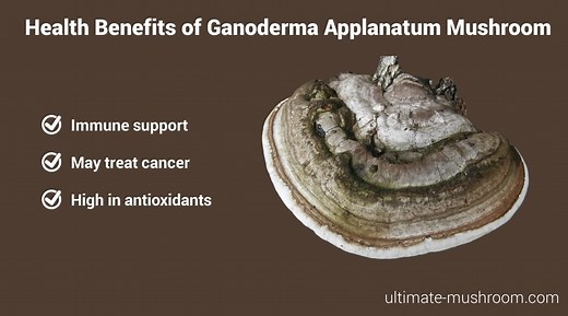 Ganoderma applanatum