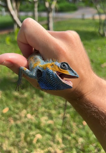 Saigon’s stunning ice lizard, living right in the city! #vietnamtravel #hochiminh #reptiles #critter #fypシ