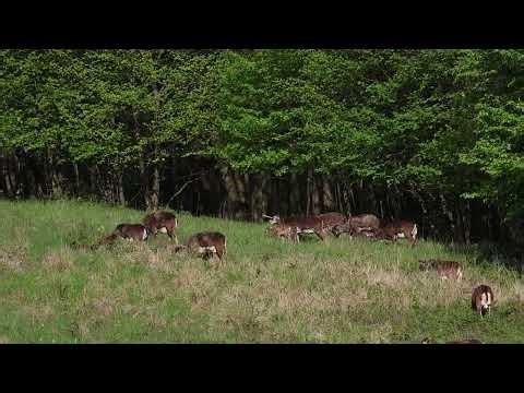 European mouflon (Ovis aries musimon)