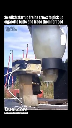 archive on Instagram: "Corvid Cleaning uses a straightforward setup: a crow finds a cigarette butt, drops it into a dedicated machine, and gets a small food reward. The device detects the item, the bird links the action to the reward, and nearby crows copy the behavior. That’s how the learning spreads on its own. The method relies on well-known crow traits—watchfulness and social learning. A clear rule—“specific item → specific reward”—keeps the focus on cigarette butts rather than random trash.