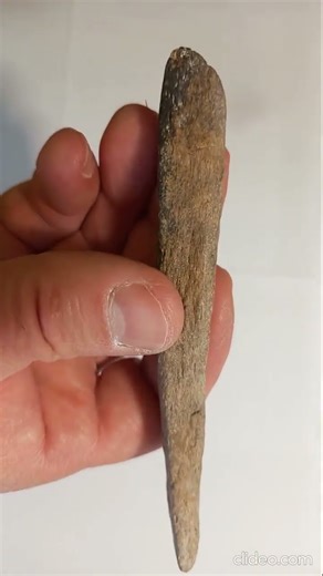 Fascinating and beautiful 55-million-year-old fossilized tree from islands of ancient Tethys Ocean