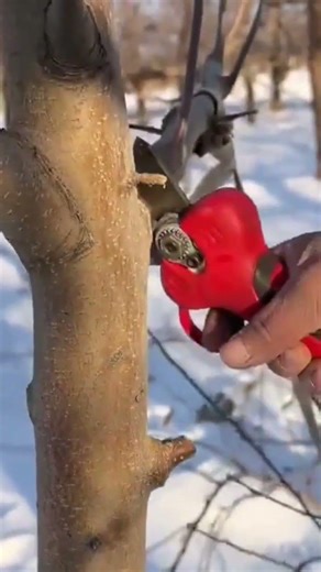 pruning small tree branches using red professional electric garden shears in the snow during winter