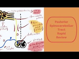 The Posterior Spinocerebellar Tract: Rapid Review
