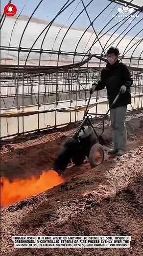 Soil Sterilization: Flame Weeding Technique Inside Greenhouse Beds