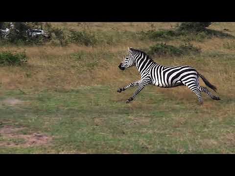 Zebra running through Savannah. Kenya. 4K