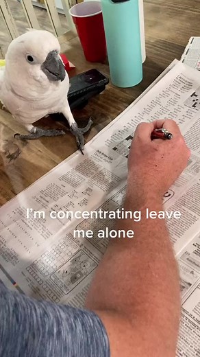 89K views · 990 reactions | Crossword time #fyp #viral #buster #newspaper #crossword #puzzle | Bynni B72 | Facebook