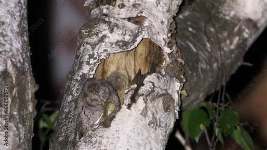 Eurasian scops owl, Otus scops. One chick eats a locust, the other chick climbs out of the nest