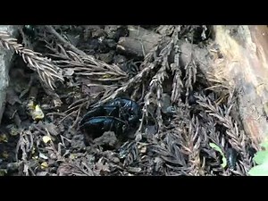 Threesome Mating of Japanese Carrion Beetle at Dunghill of Japanese Raccoon Dogs