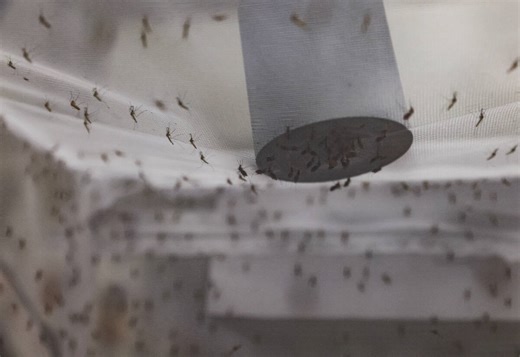 Mosquito species ‘exploded all over the valley’; What can the health district do?