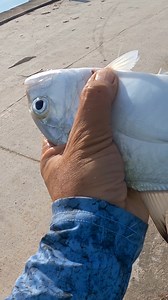 13K views · 190 reactions | ¿Conoces el cocinero!  #pescamexico #QuintanaRoo #videosdepesca #pescadores #spinningfishing | Pescador Mexicano | Facebook