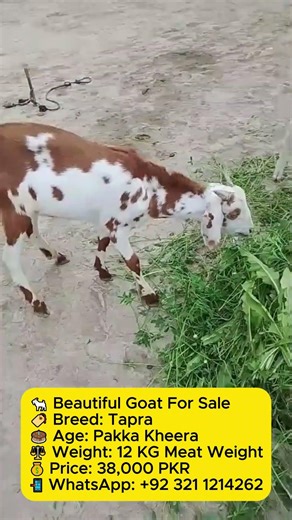 🐐 Beautiful Goat For Sale #goat #royalgoatfarm #Z28128 #1288 #ht28z #animals #beautifullgoats