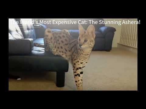 Meet the Ashera Cat: The World’s Most Luxurious Feline!