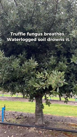 Why rain is the real test of a truffle orchard