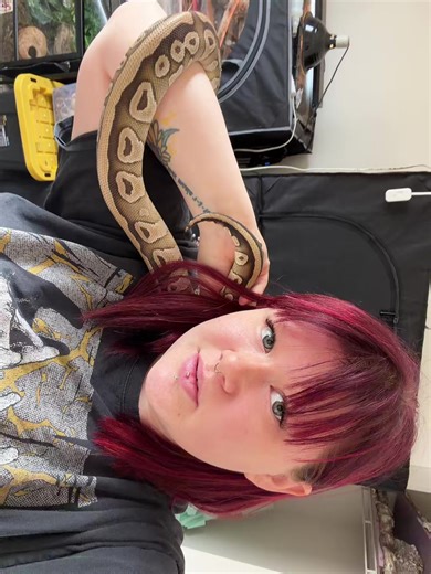 Be my love - #ballpython #reptilesoftiktok💖💜🐍🦎 #reptilesoftiktok #fypシ゚viral #ballpythonsoftiktok