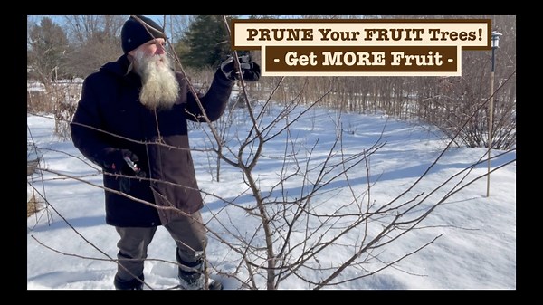 How To Prune Fruit Trees! It'S Easier Than You Think! Harvest More Fruit & Get Healthier Trees!